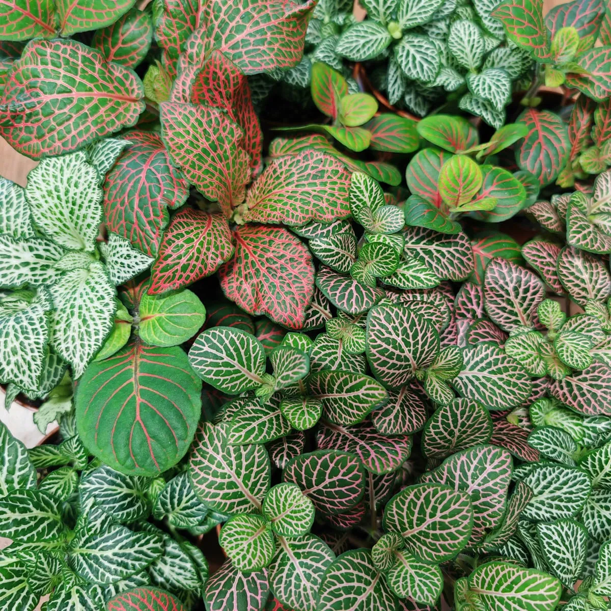 FITTONIA VERSCHAFFELTII - cover
