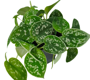 SCINDAPSUS PICTUS “Argyraeus” - cover