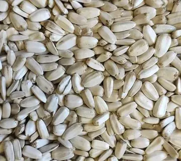 Bijeli suncokret “Egypt” 1kg - cover