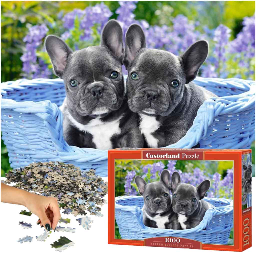 CASTORLAND-Puzzle-1000-elementow-French-Bulldog-Puppies-Buldogi-francuskie-68x47cm-137728