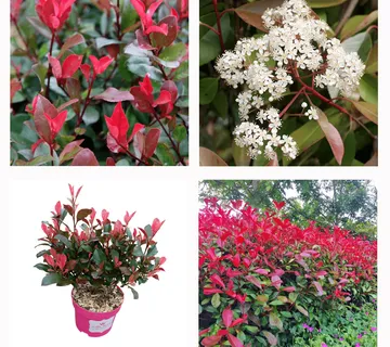 PHOTINIA “Little Fenna” - cover