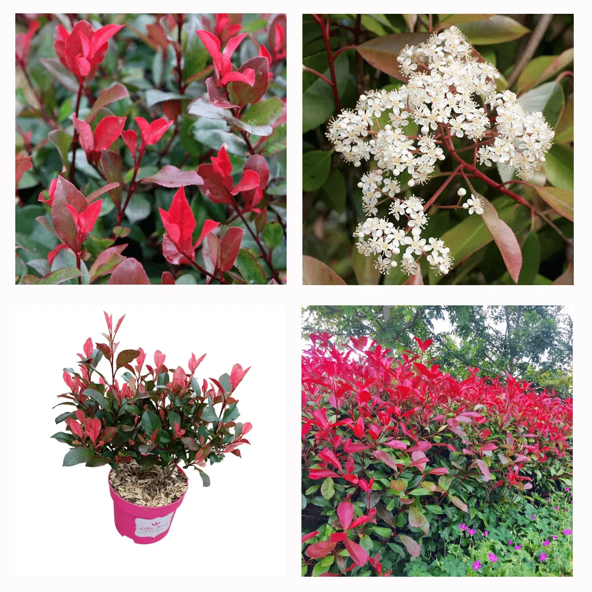 PHOTINIA “Little Fenna” - cover