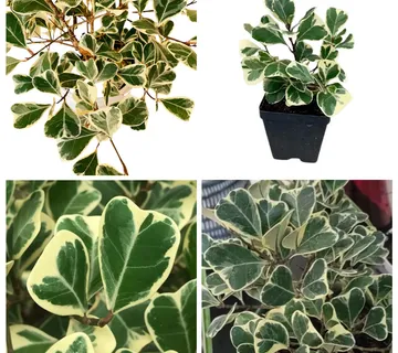 FICUS LIN “Triangelaris”variegata - cover