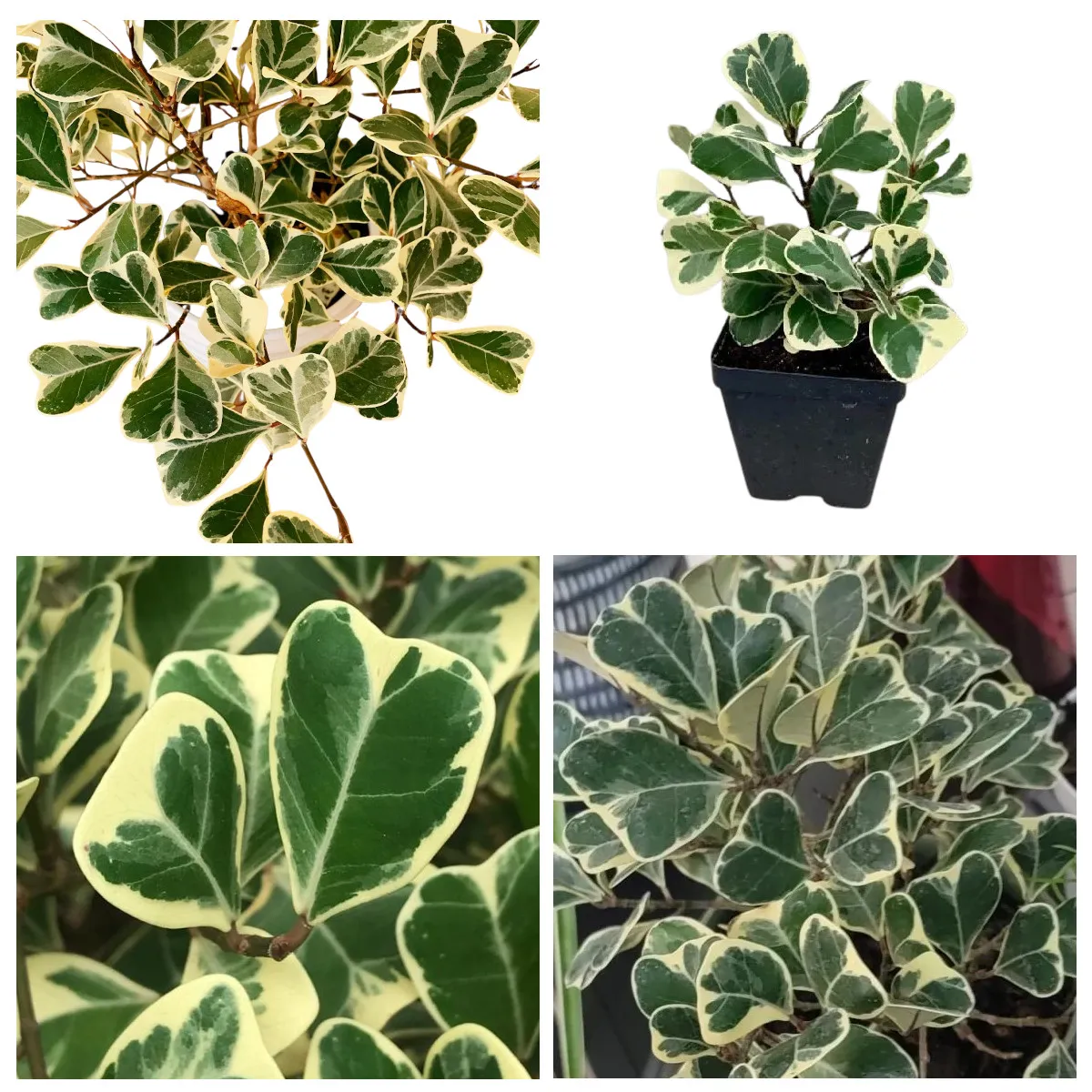 FICUS LIN “Triangelaris”variegata - cover