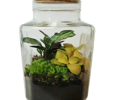 TERARIJ COMPO - cover