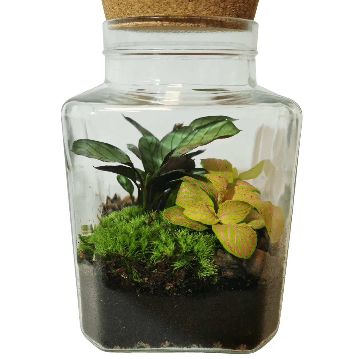 TERARIJ COMPO - cover