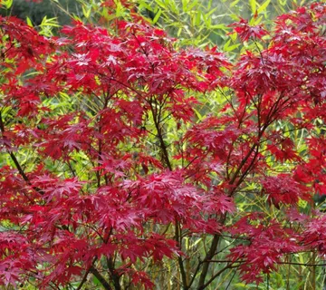 ACER PAL. “Pixie” - cover