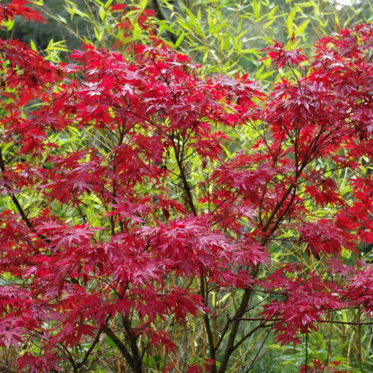 ACER PAL. “Pixie” - cover