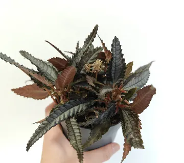 PILEA HITCHCOCKII - cover