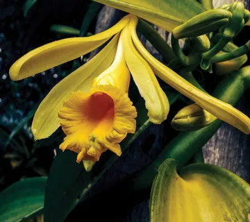 ORHIDEJA-VANILLE PLANIFOLIA - cover