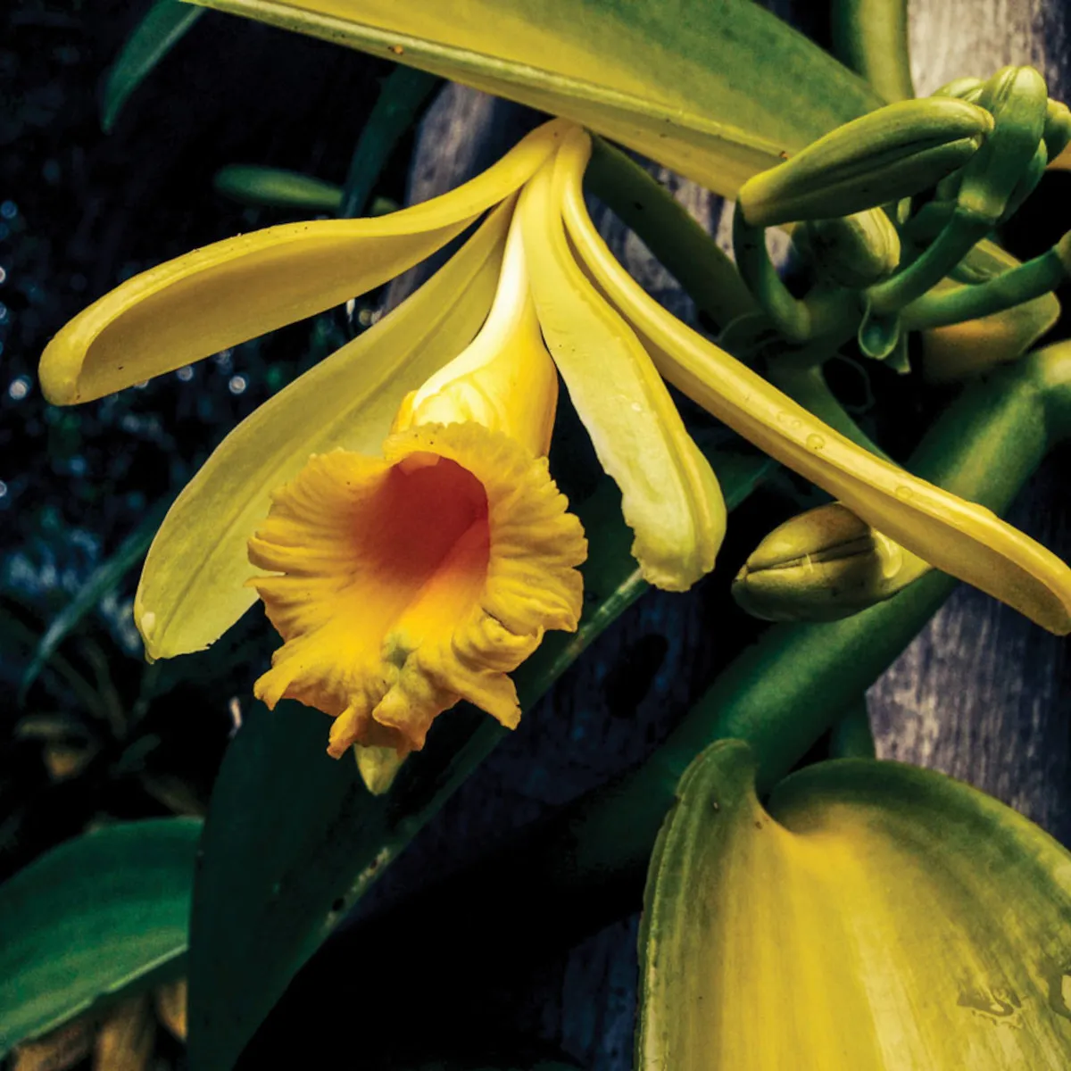 ORHIDEJA-VANILLE PLANIFOLIA - cover