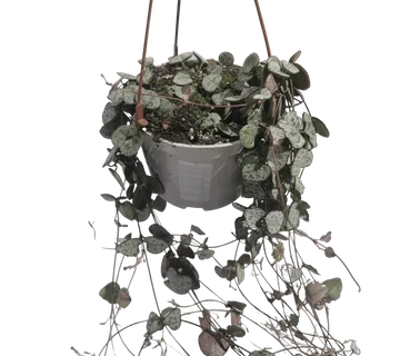 CEROPEGIA WOODII - cover