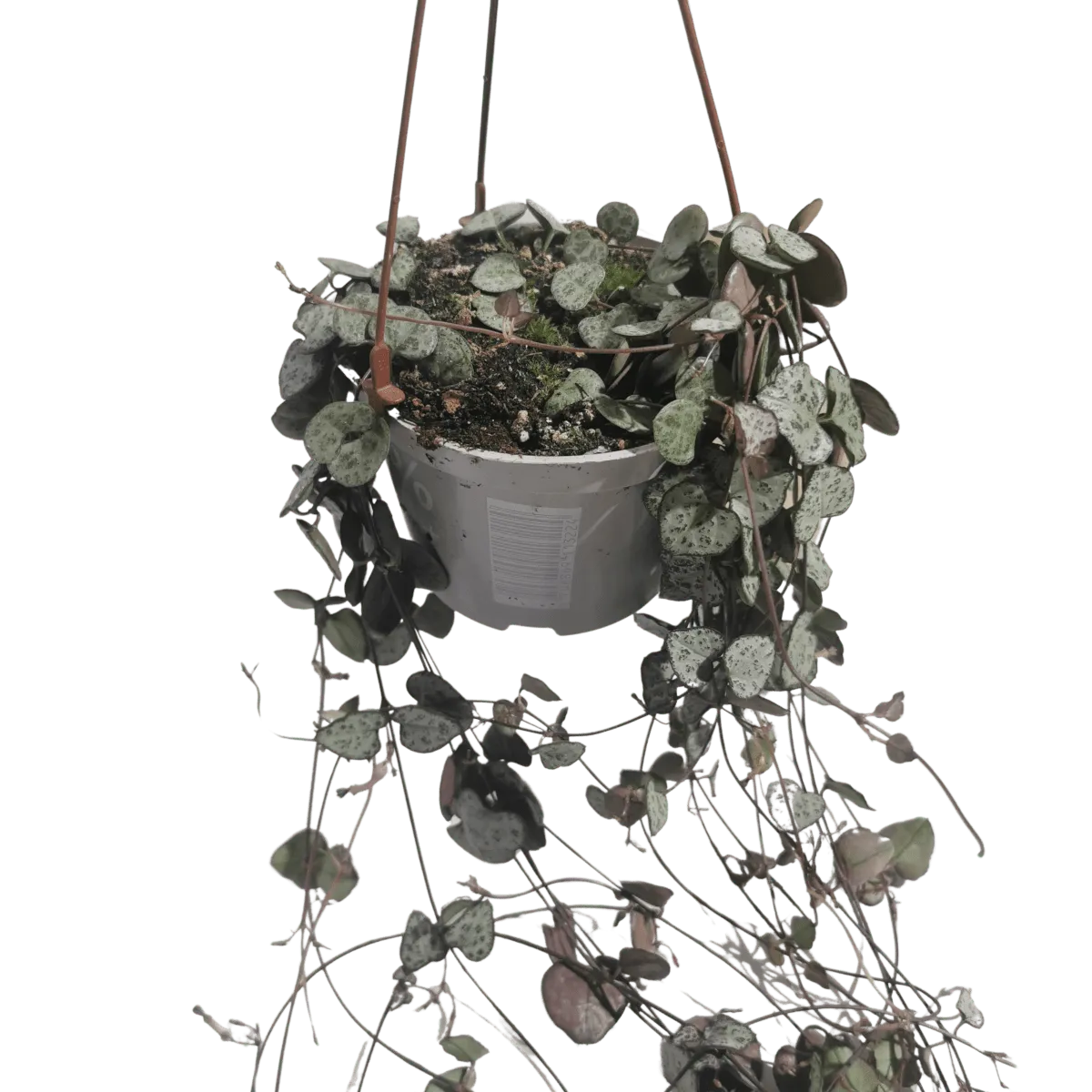 CEROPEGIA WOODII - cover