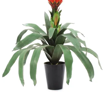 EUROPALMS Bromelia, 68cm - cover