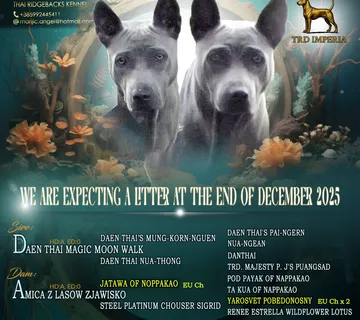 Tajlandski riđbek/ Thai Ridgeback - cover