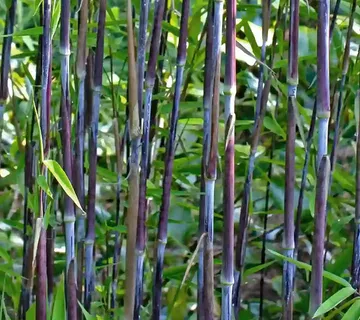 FARGESIA RUFA/bambus - cover