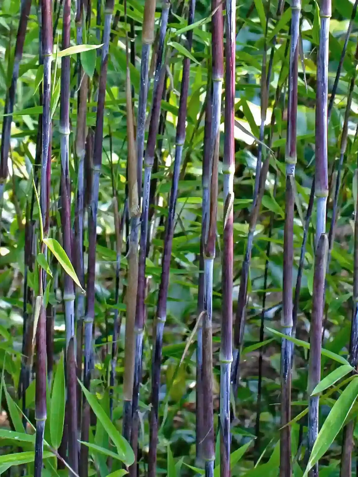 FARGESIA RUFA/bambus - cover