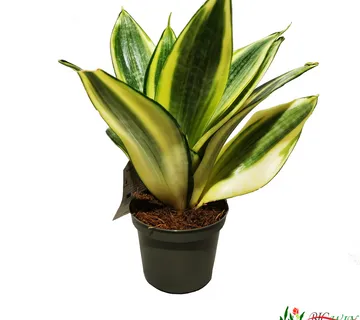 SANSEVIERIA TRIF. GOLDEN HAHNII - cover