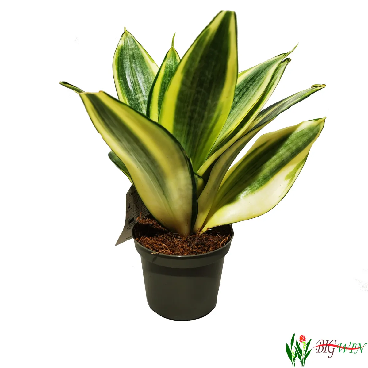 SANSEVIERIA TRIF. GOLDEN HAHNII - cover