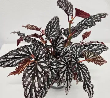 BEGONIA B. MAC. “Spotlight Dark” - cover