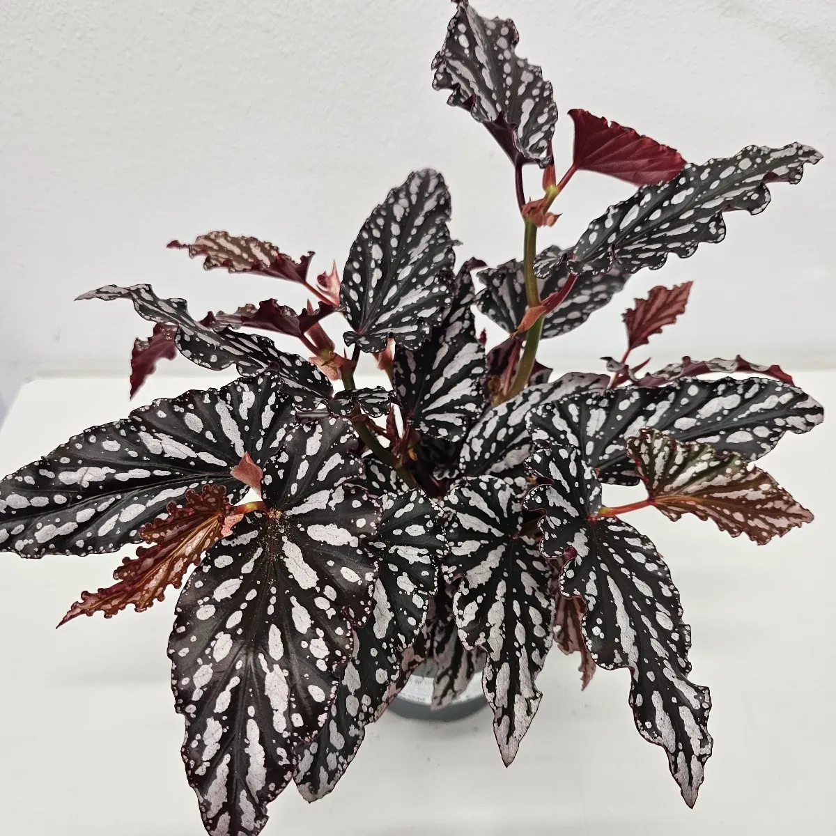 BEGONIA B. MAC. “Spotlight Dark” - cover