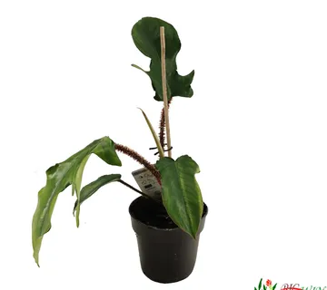 PHILODENDRON “Squamiferum” - cover