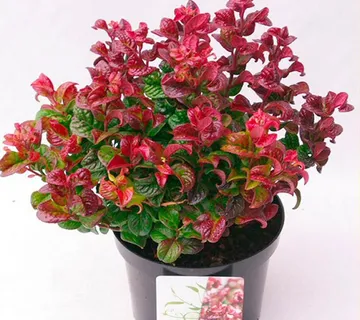 LEUCOTHOE AX.”Curly Red” - cover