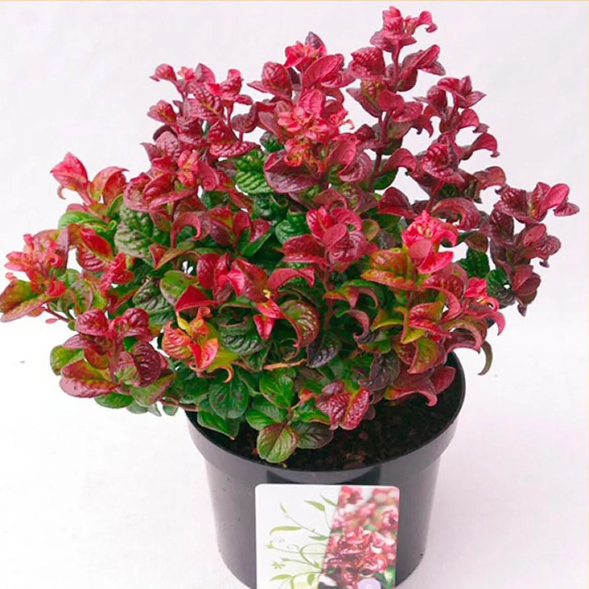 LEUCOTHOE AX.”Curly Red” - cover