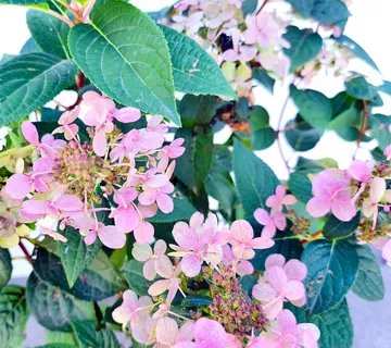 HYDRANGEA PAN. “Switch Ophelia” stablašica - cover