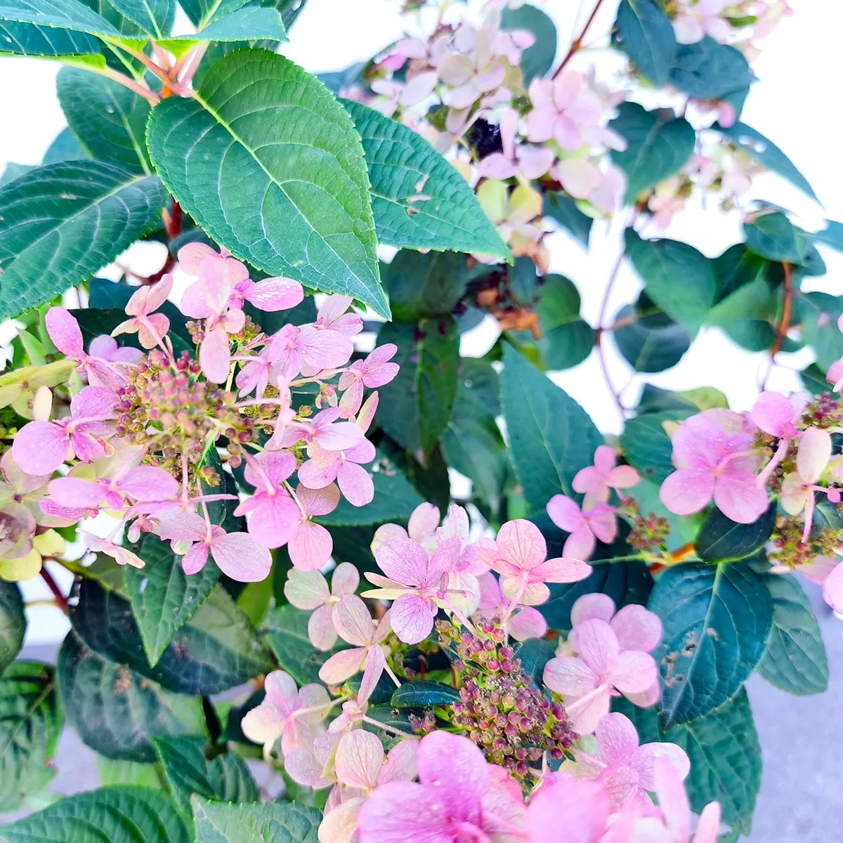 HYDRANGEA PAN. “Switch Ophelia” stablašica - cover