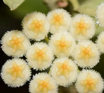 HOYA KROHNI. “Eskimo” - cover