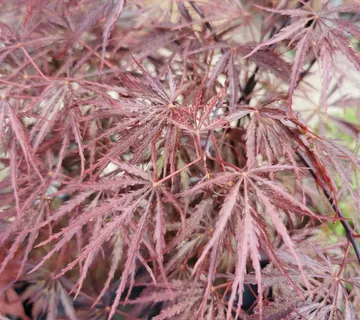 ACER PALMATUM “Garnet” - cover