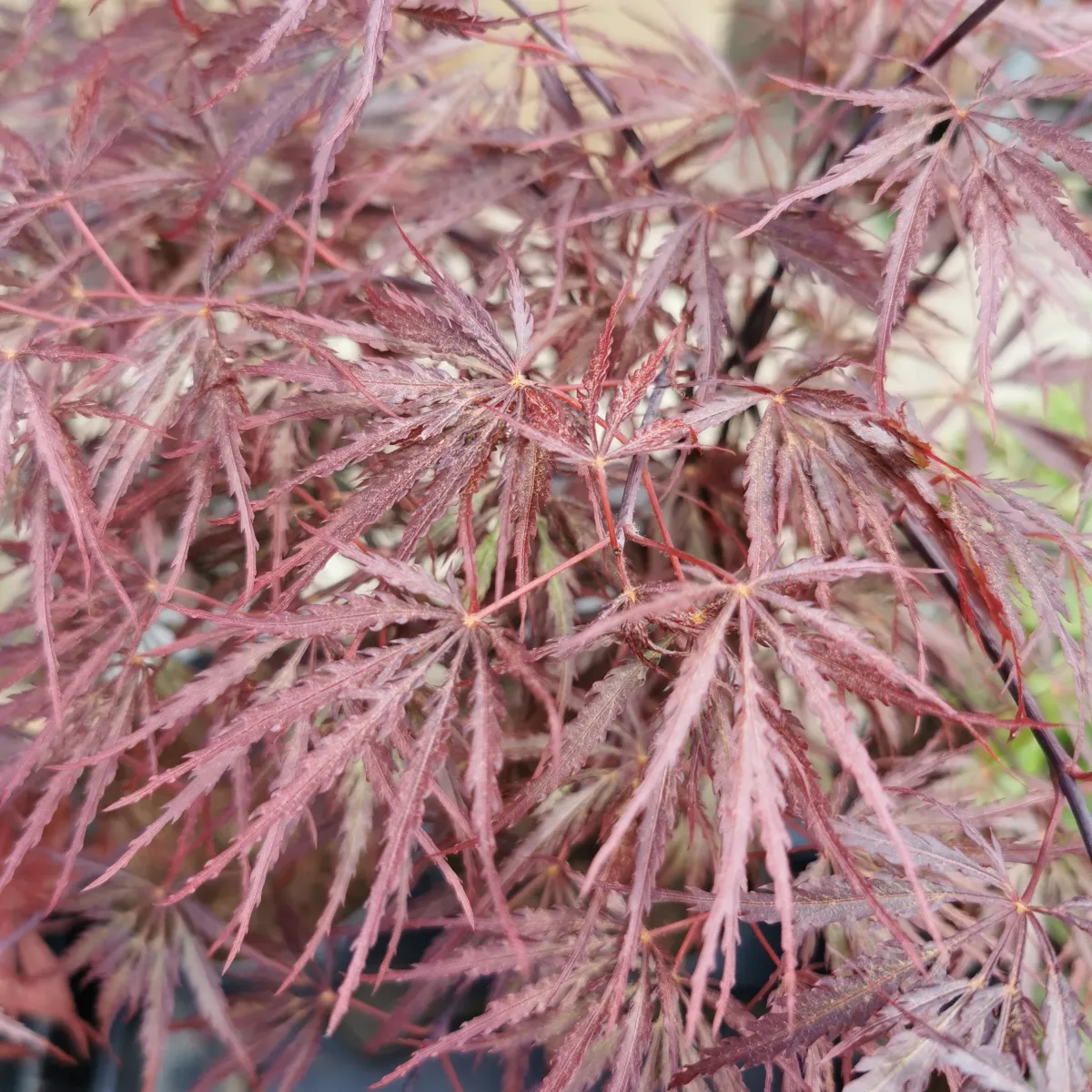 ACER PALMATUM “Garnet” - cover