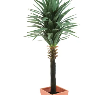 EUROPALMS Yucca palm, 165cm - cover