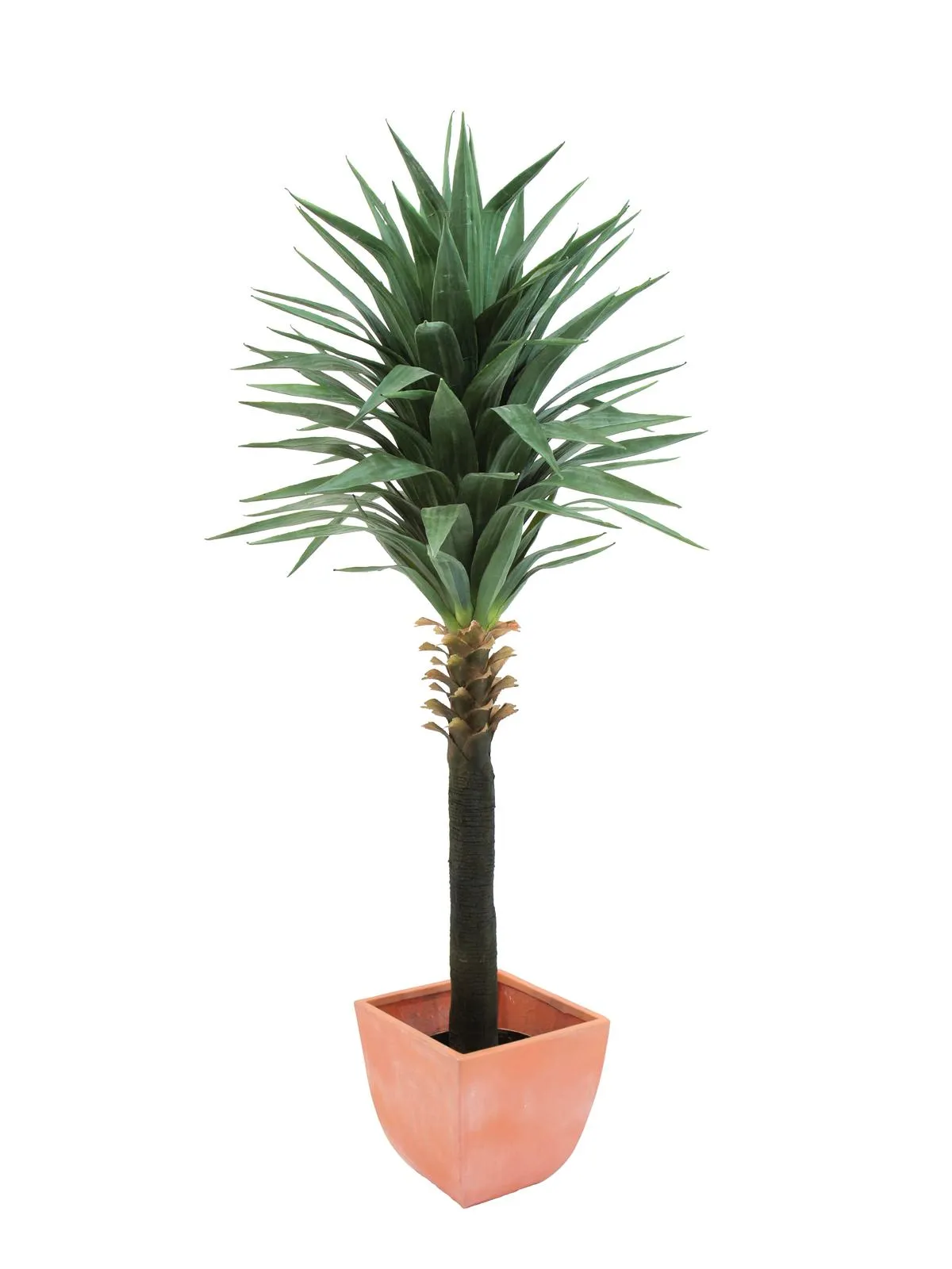 EUROPALMS Yucca palm, 165cm - cover