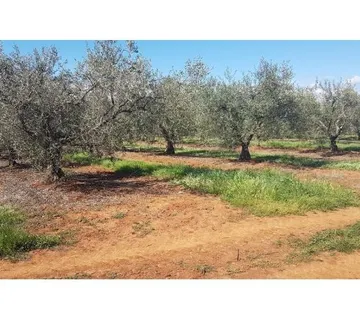 VABRIGA-MASLINIK SA 290 MASLINA NA PRODAJI 300m OD LANTERNE - cover