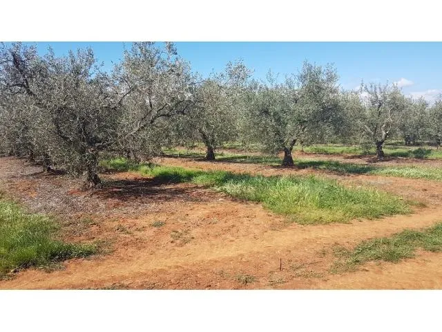 VABRIGA-MASLINIK SA 290 MASLINA NA PRODAJI 300m OD LANTERNE - cover