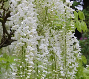 WISTERIA FLOR. “Alba” - cover