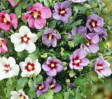 HIBISCUS SYRIACUS - cover