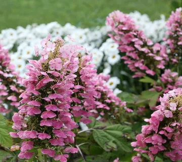 HYDRANGEA QUE.”Gatsby”hrast.hortenzija - cover