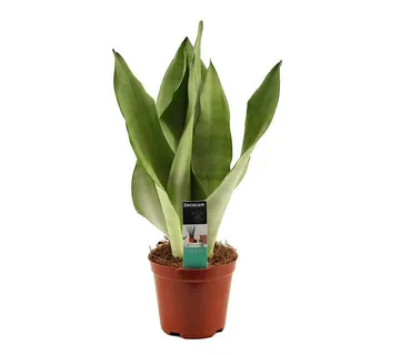 SANSEVIERIA TRIF. “Moonshine” - cover