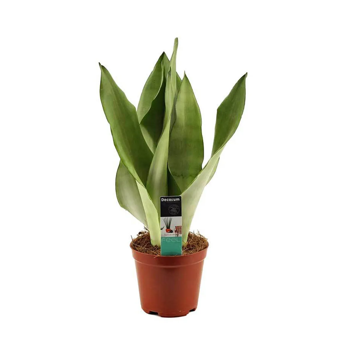 SANSEVIERIA TRIF. “Moonshine” - cover