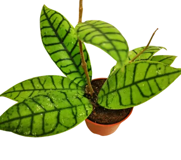 HOYA “Callistophylla” - cover