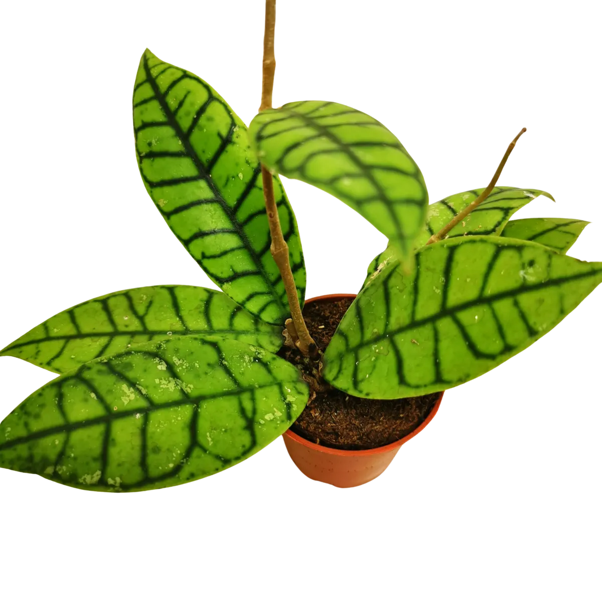 HOYA “Callistophylla” - cover