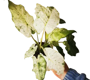 ALOCASIA “Macr Splash” - cover