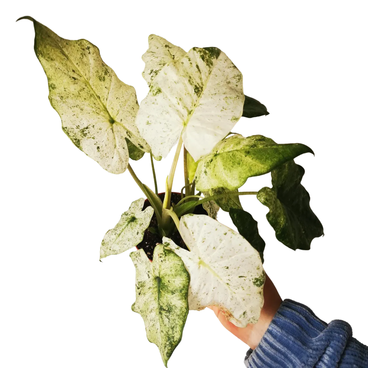 ALOCASIA “Macr Splash” - cover