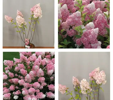 HYDRANGEA PAN.”Vanille-fraise” - cover