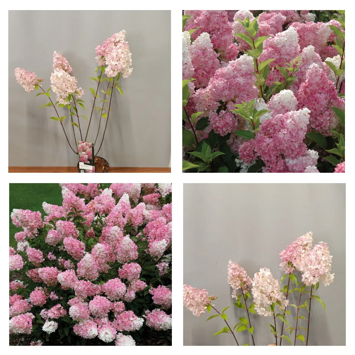 HYDRANGEA PAN.”Vanille-fraise” - cover