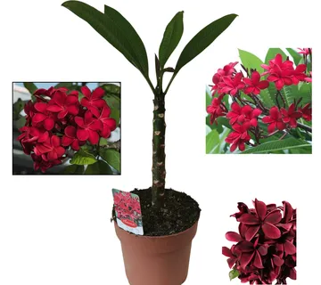 PLUMERIA RUBRA”Havaiian” - cover