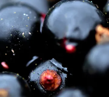 RIBIZ CRNI “Ben Nevis” - cover